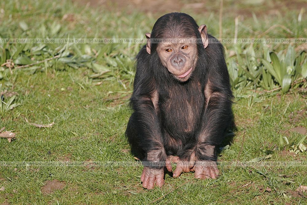 Pan troglodytes Chimpanzee baby