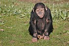 Pan troglodytes Chimpanzee baby