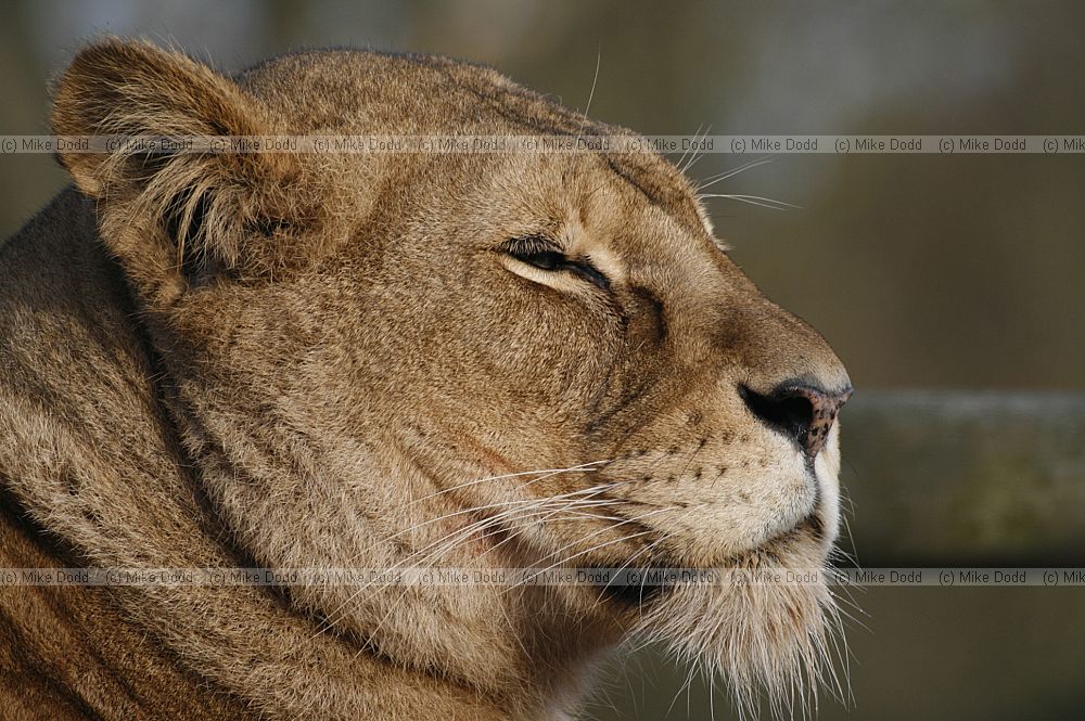 Panthera leo African lion