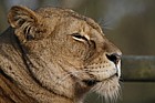 Panthera leo African lion