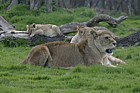 Panthera leo Lion with cubs