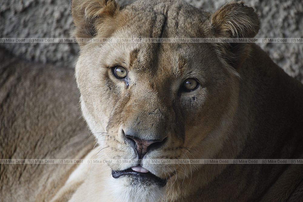 Panthera leo Lion