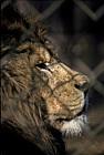 Panthera leo Lion in cage