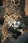 Panthera onca Jaguar
