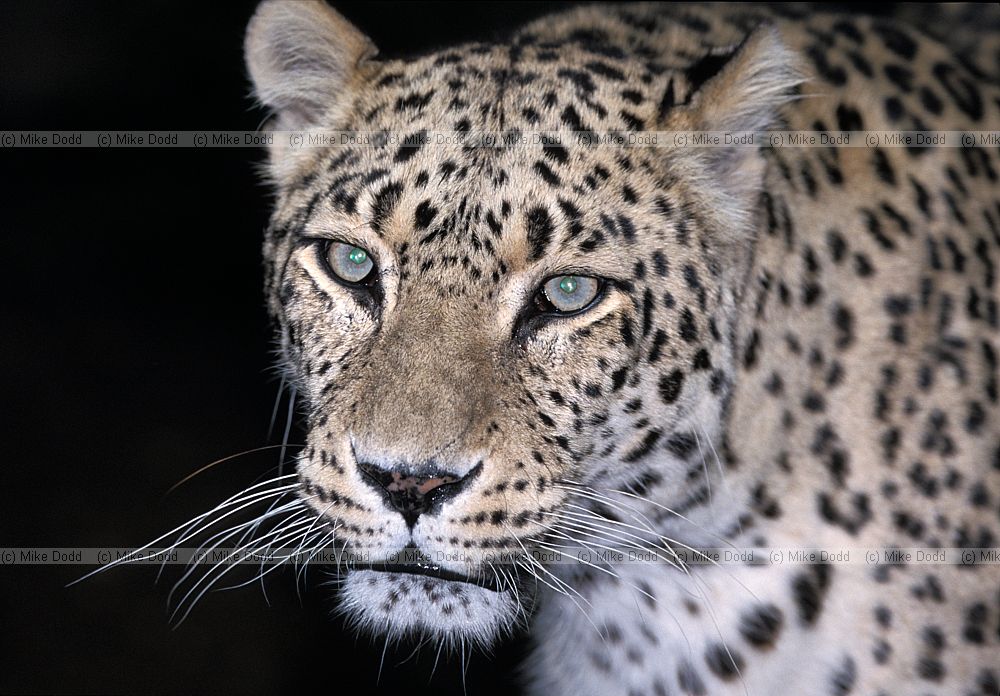 Panthera pardus ciscaucasica Persian Leopard
