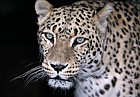Panthera pardus ciscaucasica Persian Leopard