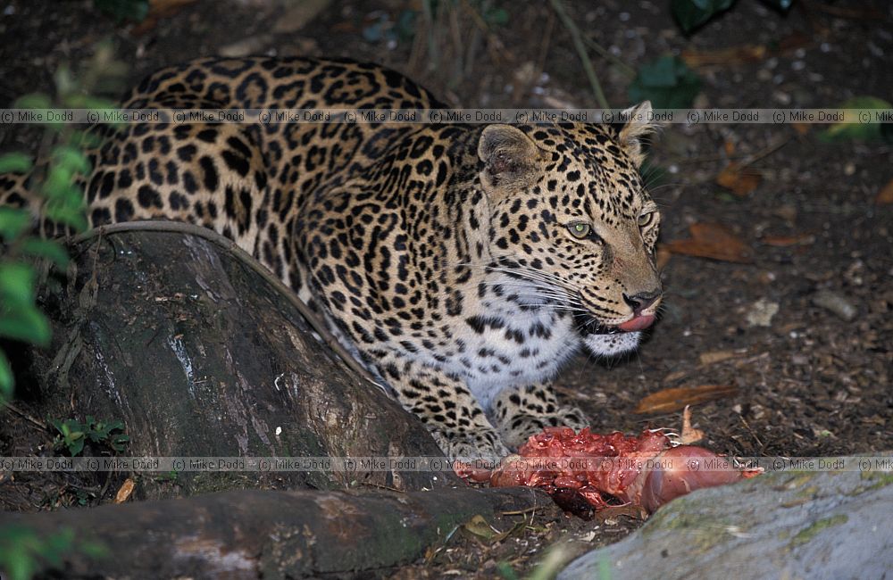 Panthera pardus pardus African Leopard
