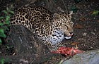Panthera pardus pardus African Leopard