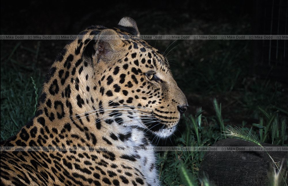 Panthera pardus pardus African Leopard