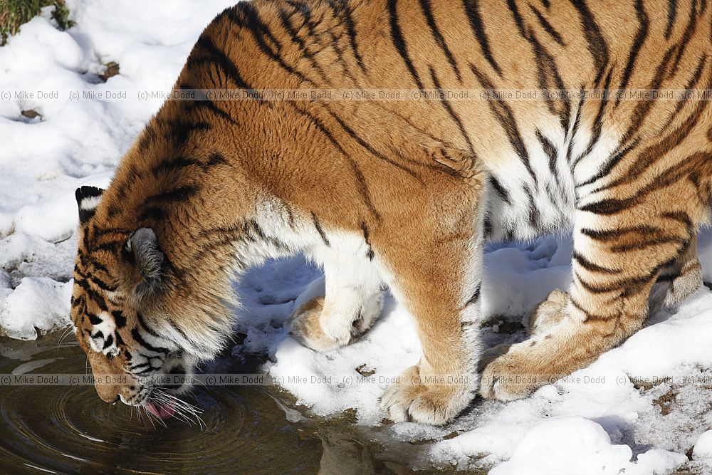 Panthera tigris altaica Siberian Tiger