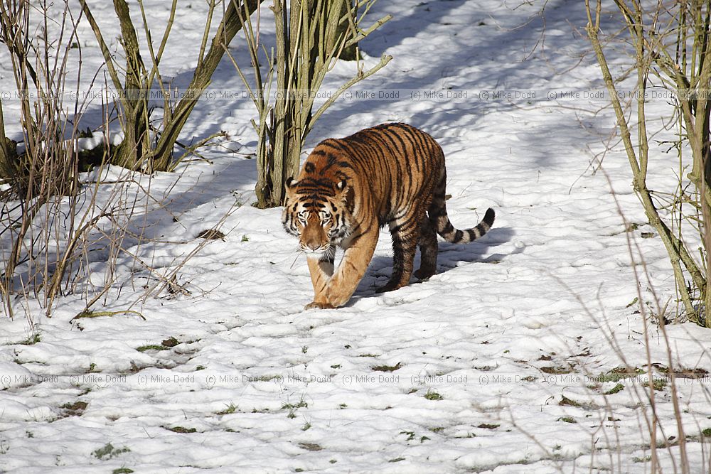 Panthera tigris altaica Siberian Tiger