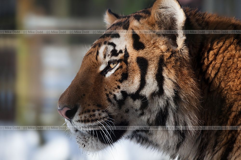 Panthera tigris altaica Siberian Tiger