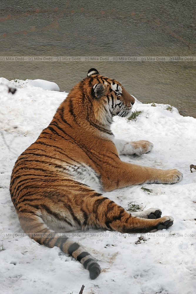 Panthera tigris altaica Siberian Tiger
