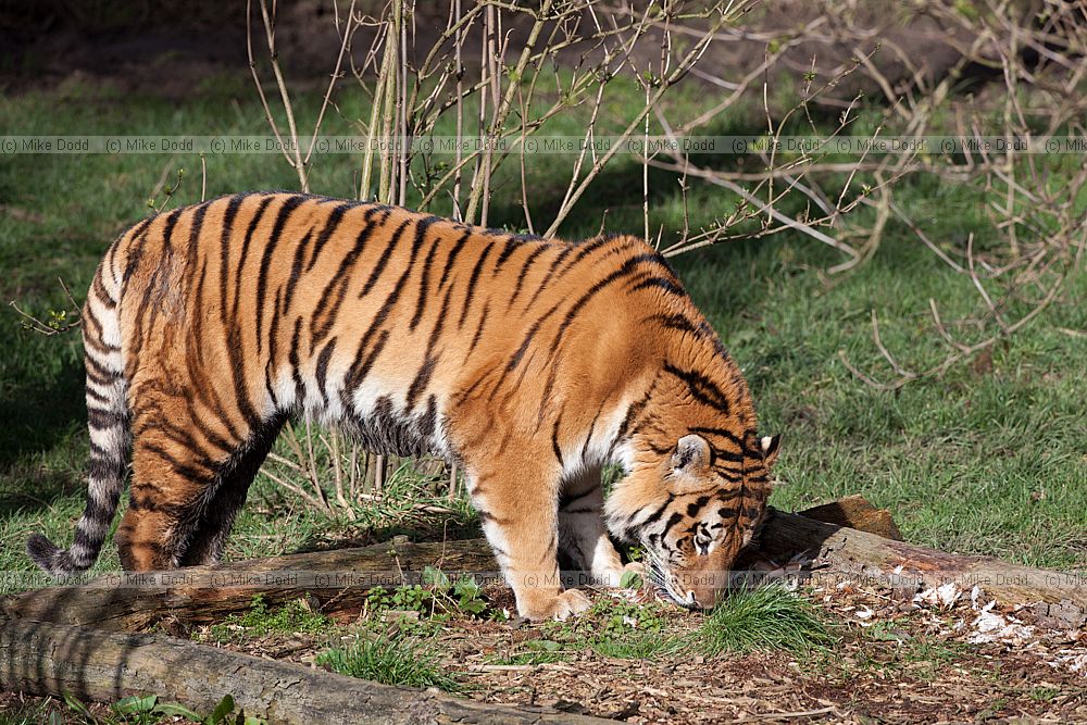 Panthera tigris altaica Siberian tiger