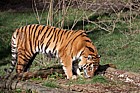 Panthera tigris altaica Siberian tiger