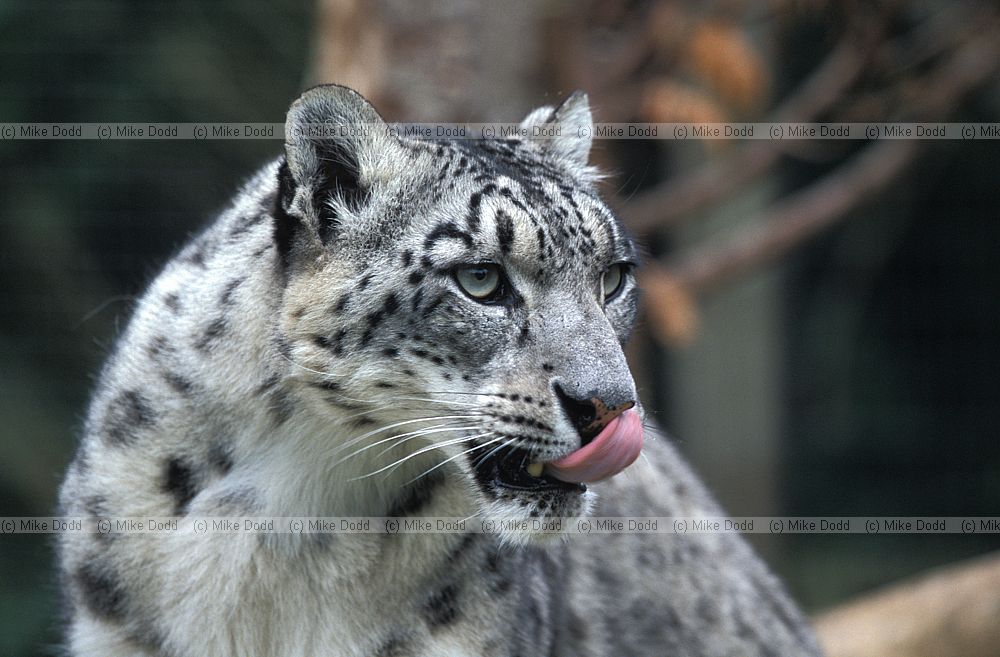 Panthera uncia Snow leopard