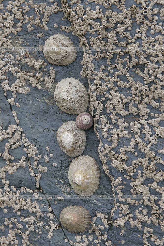 Patella vulgata Limpets Chthamalus montagui barnacles and Osilinus lineatus topshells