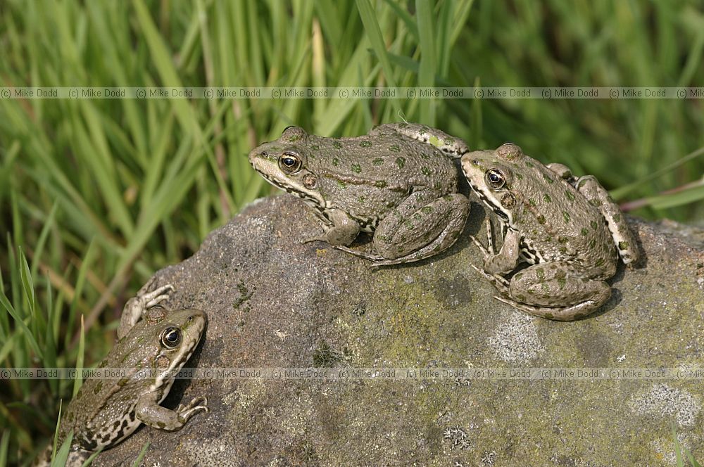 Pelophylax ridibundus Marsh frogs