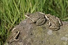 Pelophylax ridibundus Marsh frogs