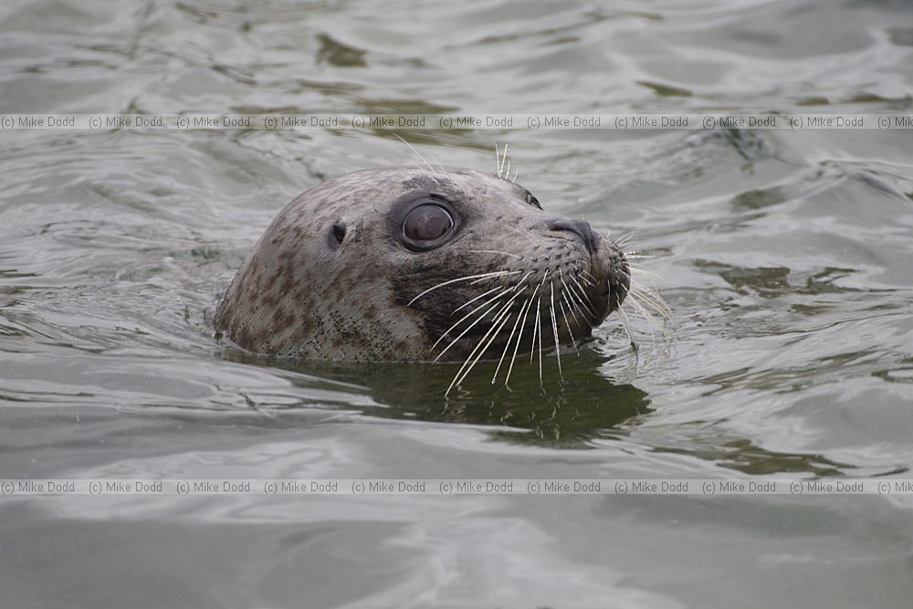 Phoca vitulina Common seal