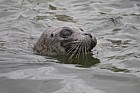 Phoca vitulina Common seal