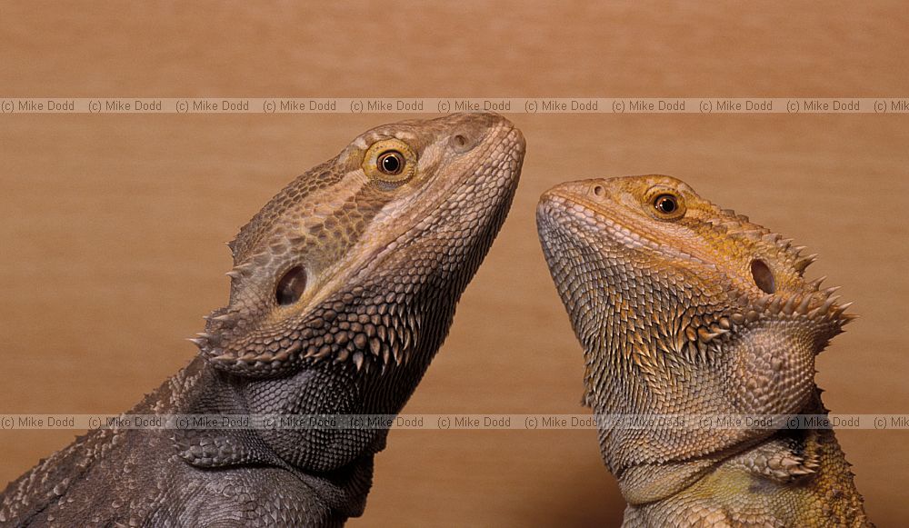 Pogona vitticeps Central Bearded dragon