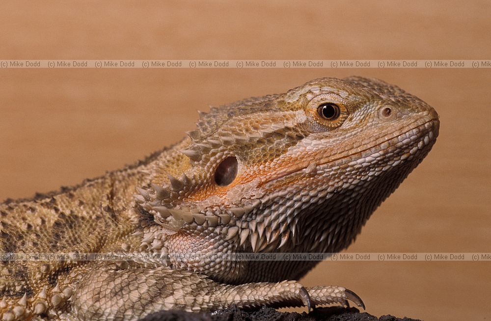 Pogona vitticeps Central Bearded dragon