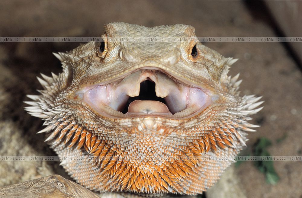 Pogona vitticeps Central Bearded dragon