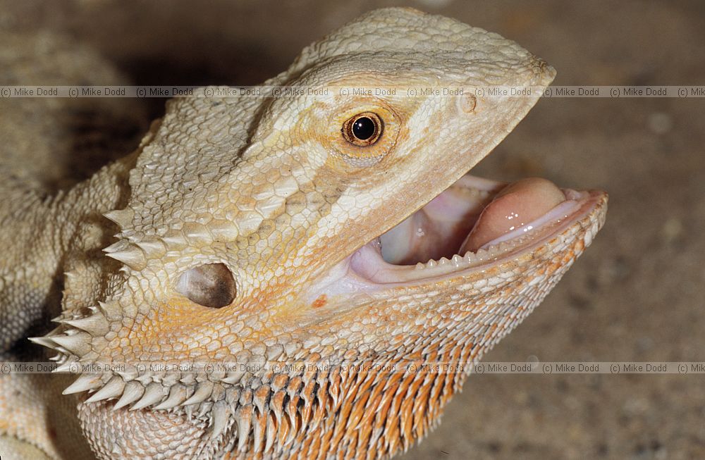 Pogona vitticeps Central Bearded dragon