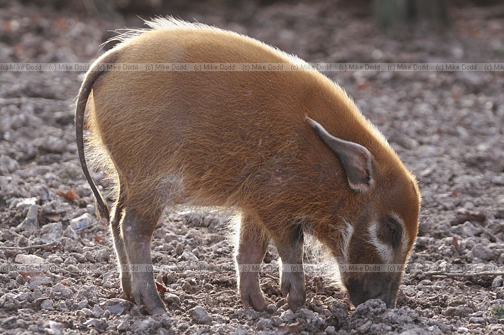 Potamochoerus porcus porcus Red river hog