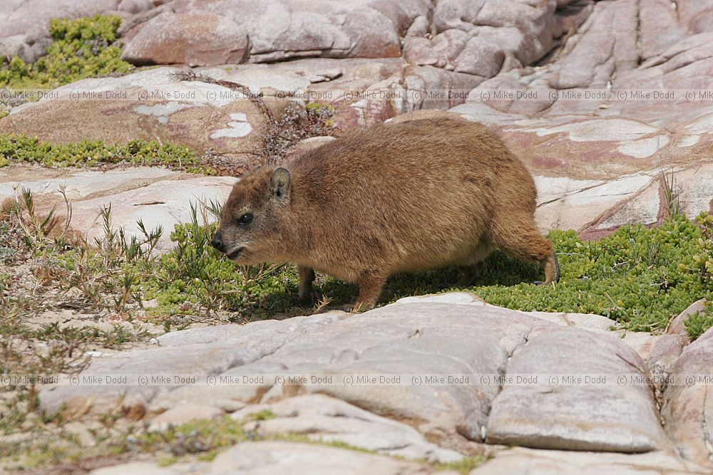 Procavia capensis Rock Dassie