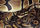 Python regius Royal python