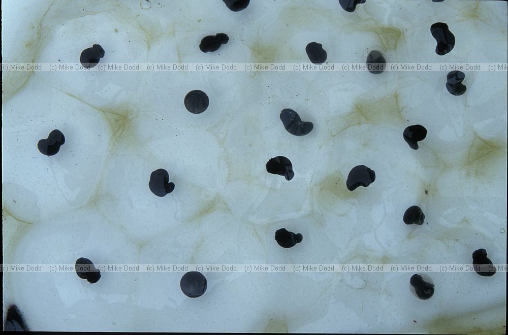 Rana temporaria Common Frog frogspawn