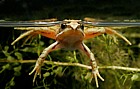 Rana temporaria Common Frog underwater