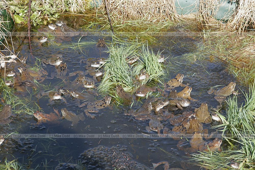 Rana temporaria Common Frog mating and frogspawn