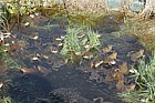 Rana temporaria Common Frog mating and frogspawn