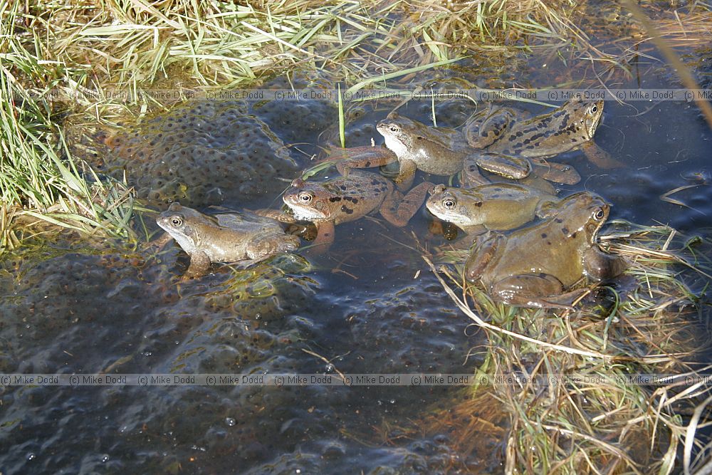 Rana temporaria Common Frog mating and frogspawn