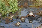 Rana temporaria Common Frog mating and frogspawn