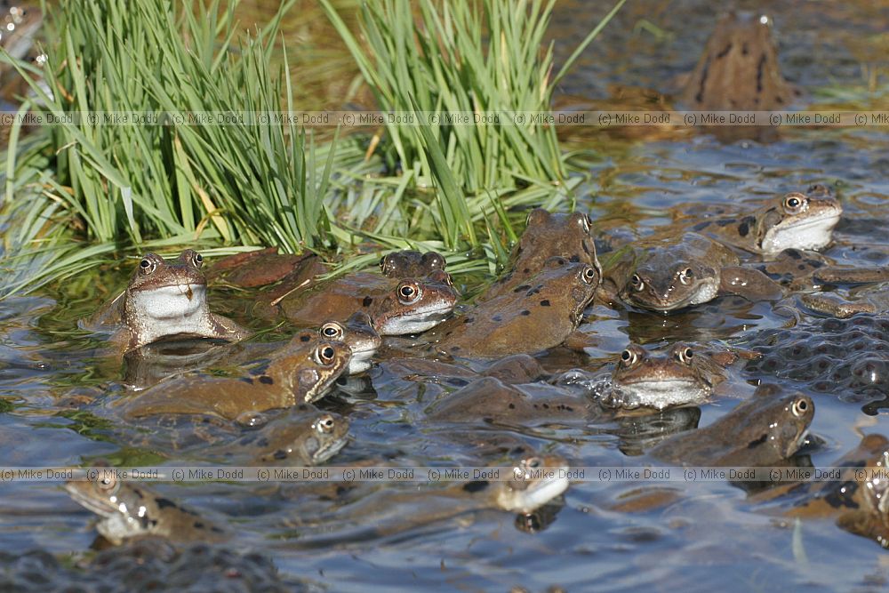 Rana temporaria Common Frog mating and frogspawn