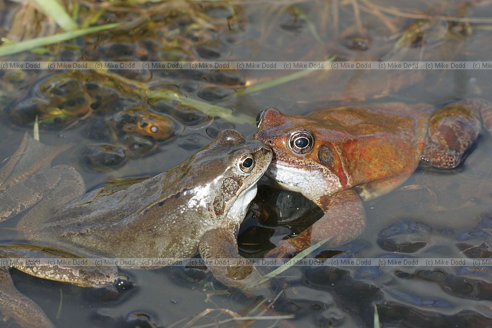Rana temporaria Common Frog mating and frogspawn
