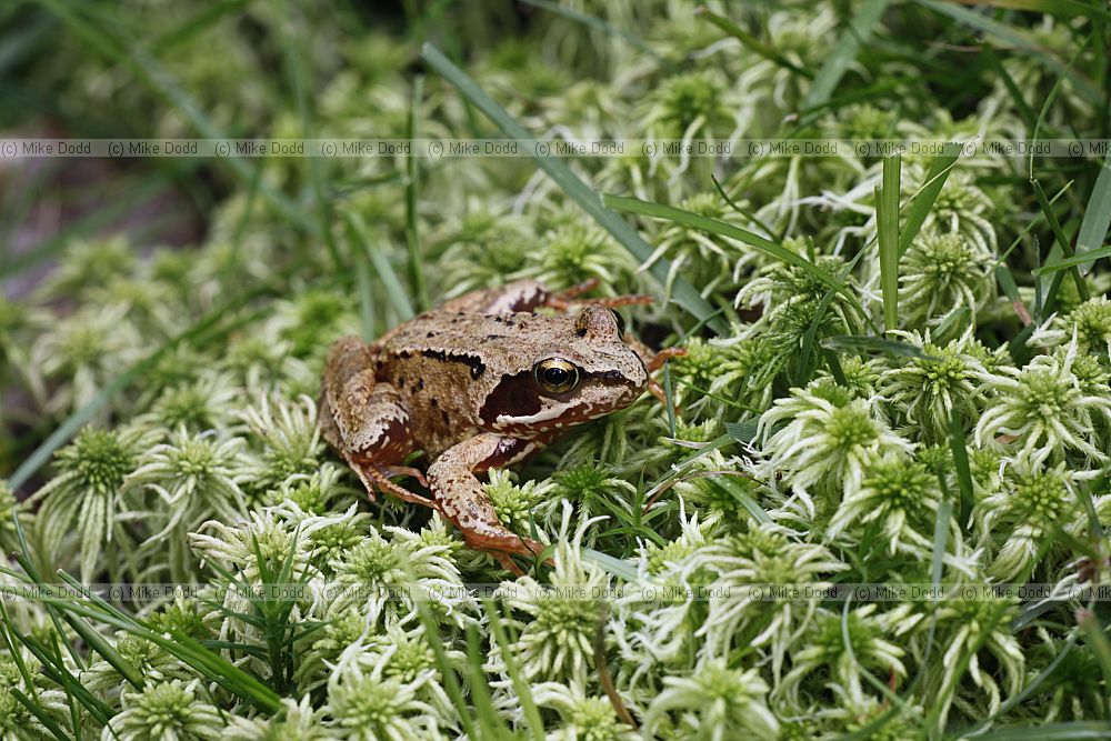 Rana temporaria Common Frog