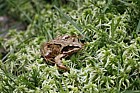 Rana temporaria Common Frog