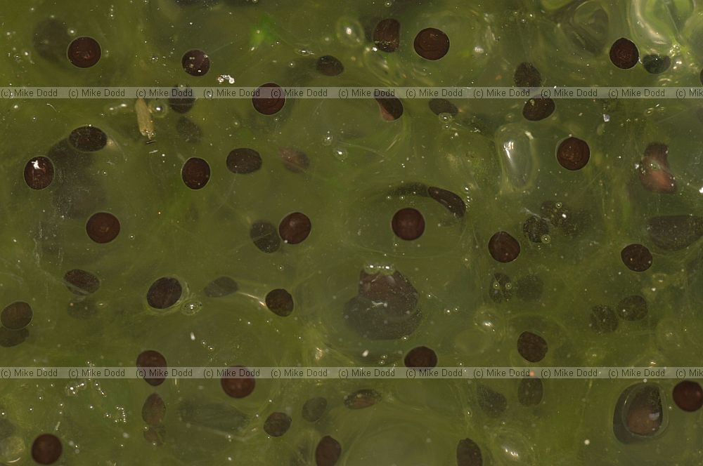 Rana temporaria Common Frog frogspawn