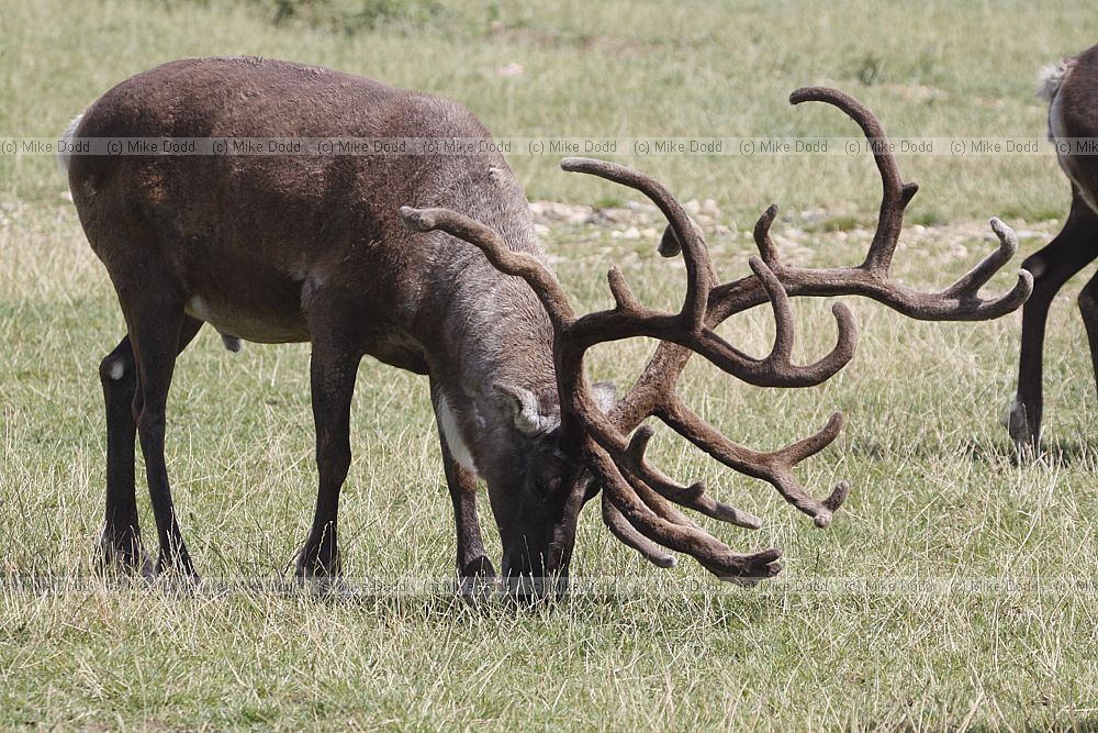 Rangifer tarandus Reindeer
