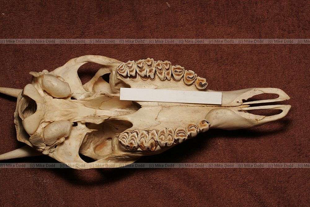 Rangifer tarandus platyrhynchus Reindeer Skull palate and teeth