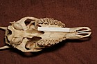 Rangifer tarandus platyrhynchus Reindeer Skull palate and teeth