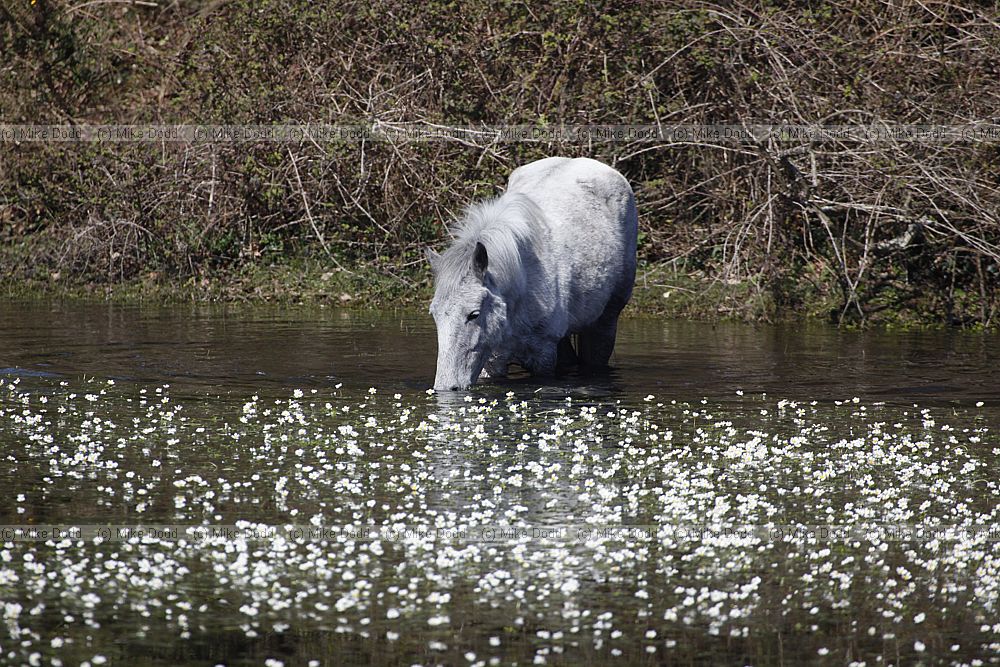 Ranunculus peltatus Pond Water-crowfoot grazed by Equus ferus caballus New Forest ponies