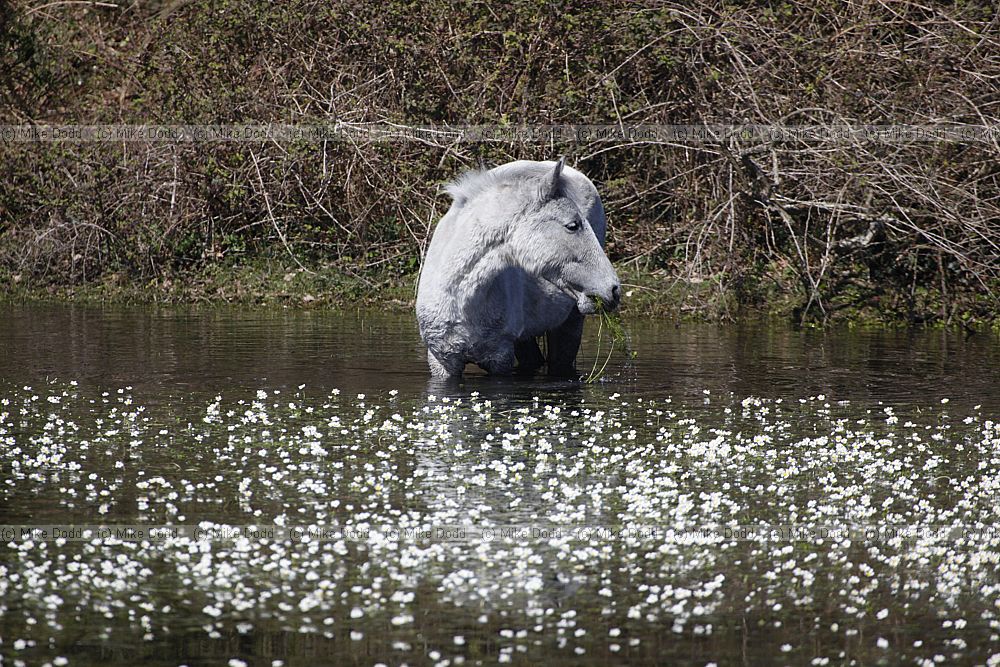 Ranunculus peltatus Pond Water-crowfoot grazed by Equus ferus caballus New Forest ponies