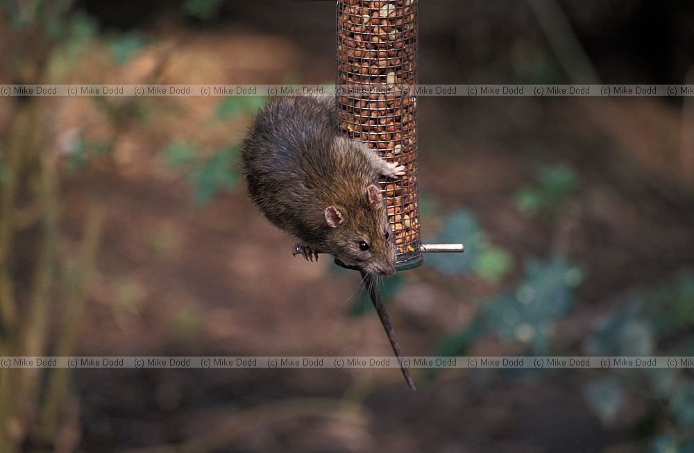 Rattus norvegicus Brown rat young