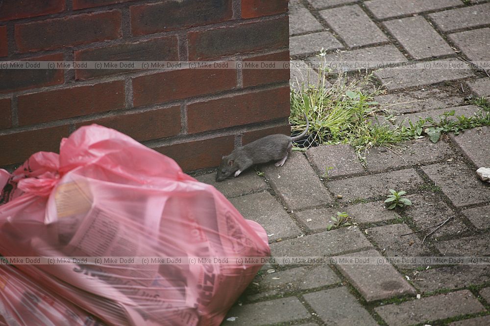 Rattus norvegicus Brown rat in rubbish